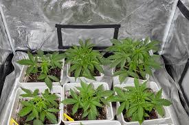 Everything You Need to Know About Cannabis Seeds Mississippi
