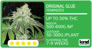 Everything You Need to Know About Cannabis Seeds Mississippi